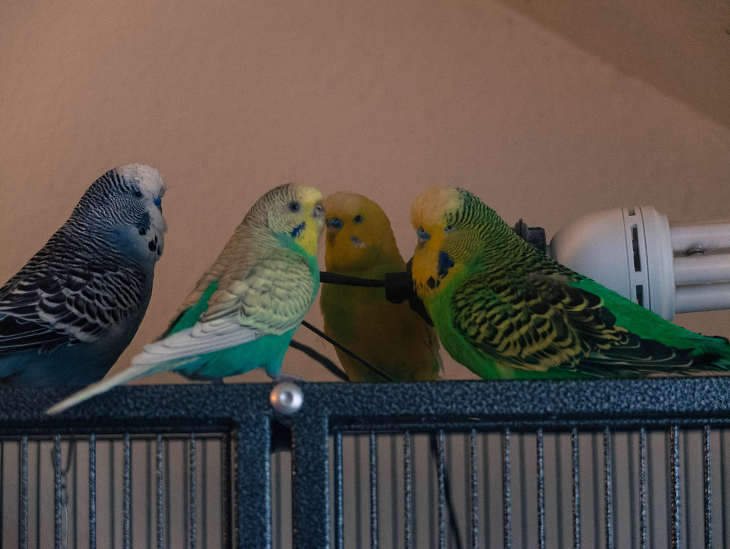 Budgies on a cage