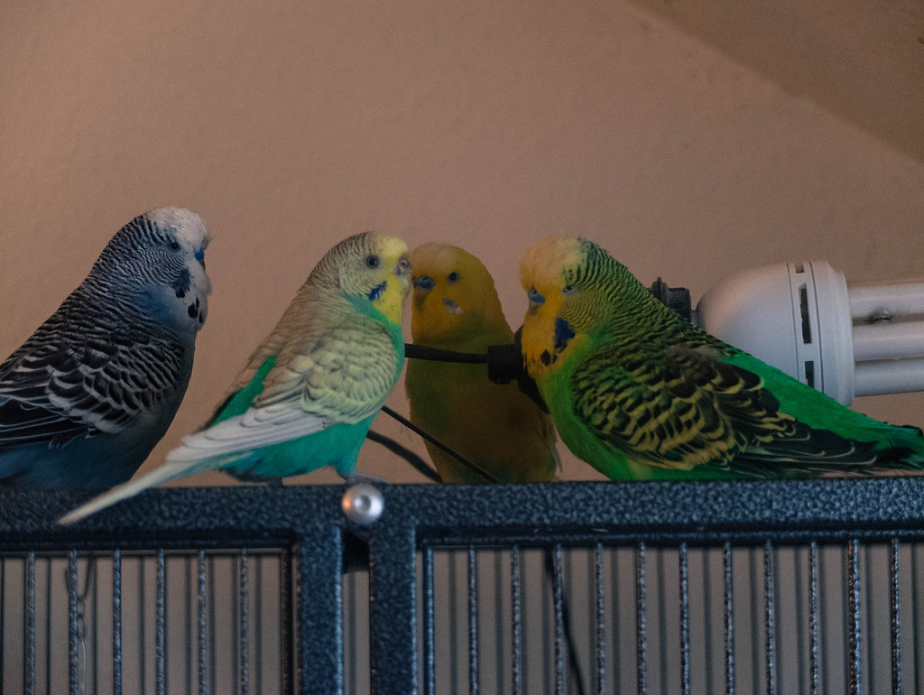 Taking Care of your Budgie - Environment