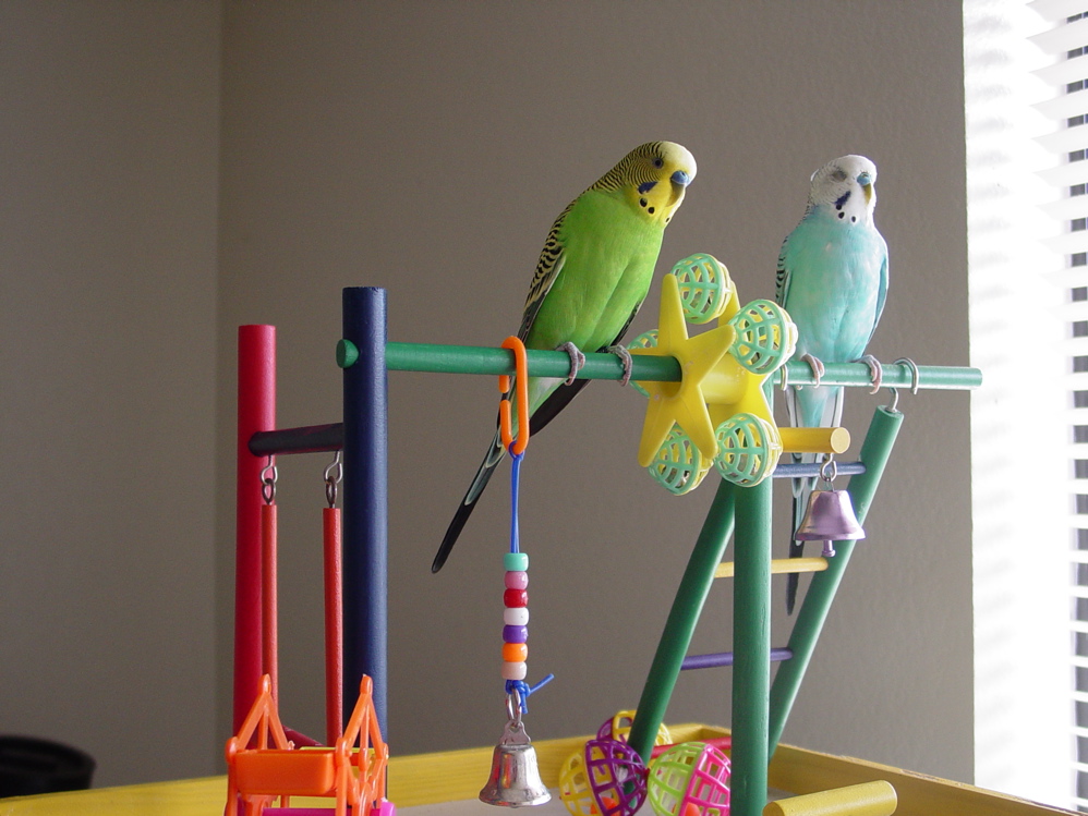 Budgies playing