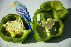 Budgie eating a bell pepper